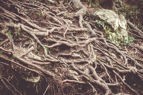 roots  trees  nature
