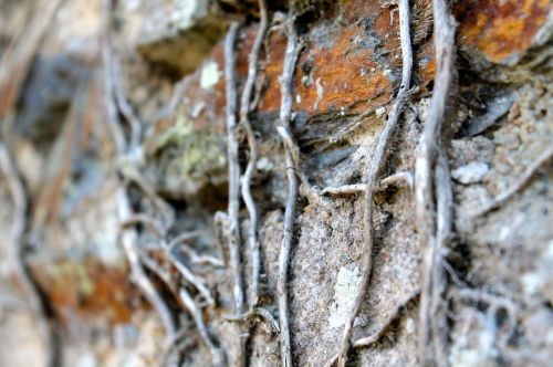 roots nature wall