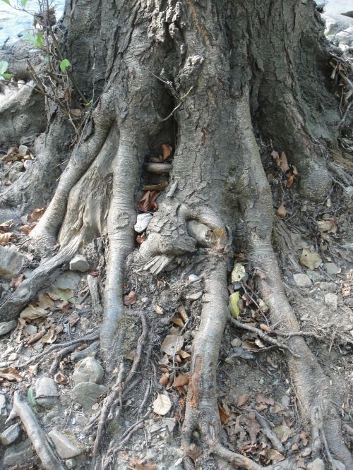 roots nature tree