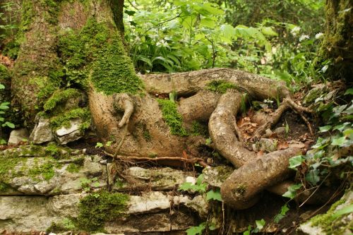 roots tree foam