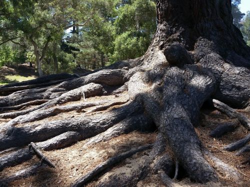 roots tree big