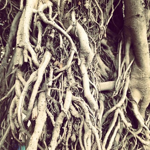 roots root tree