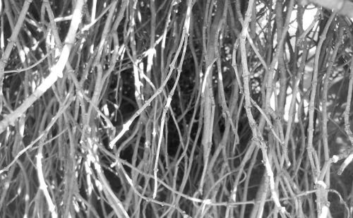 Roots Texture I