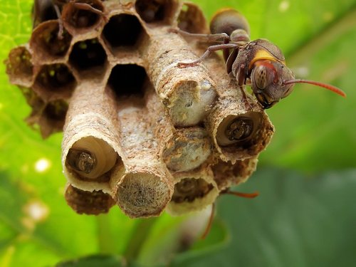 ropalidia  paper wasp  nest