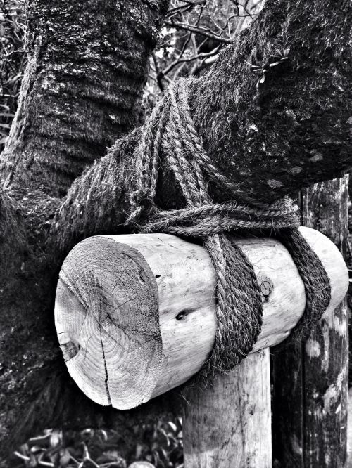 rope wood tree