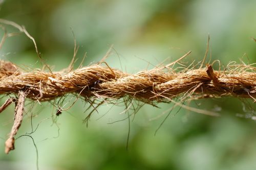 rope nature dew