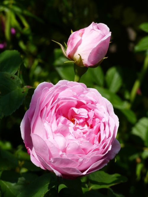 ros rosebud color