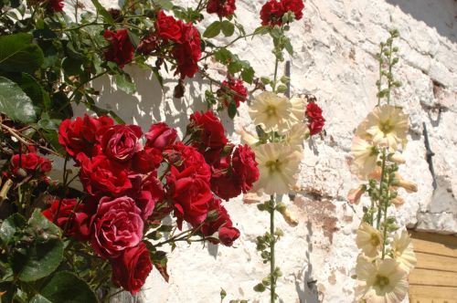 ros roses flowers