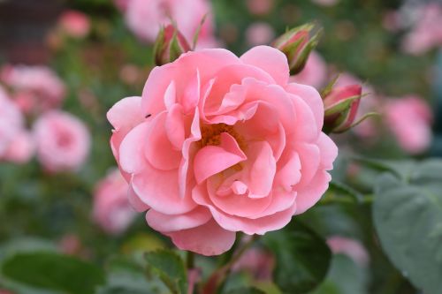ros roses flower