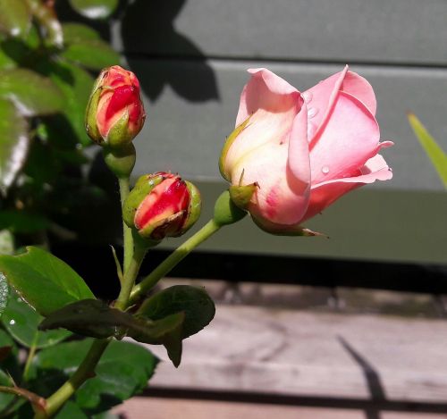 ros pink pink rose