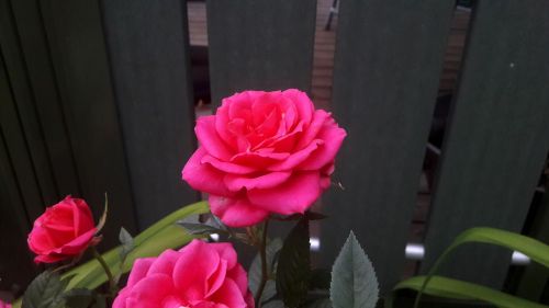 ros roses pink