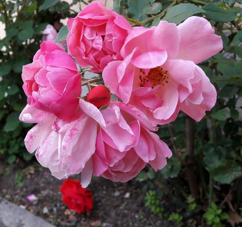 ros roses beautiful