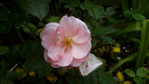 ros pink pink rose