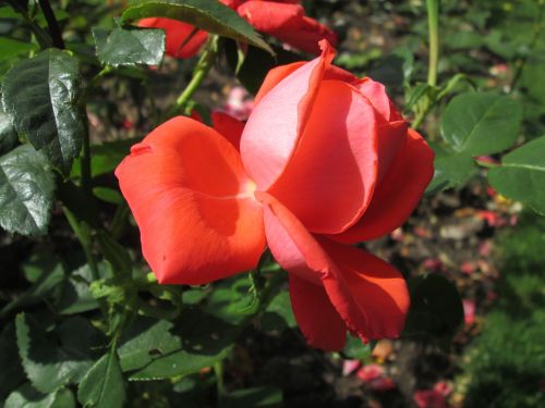 ros plant flower