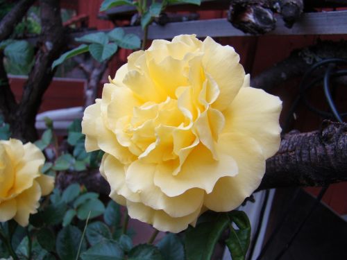 ros yellow flower