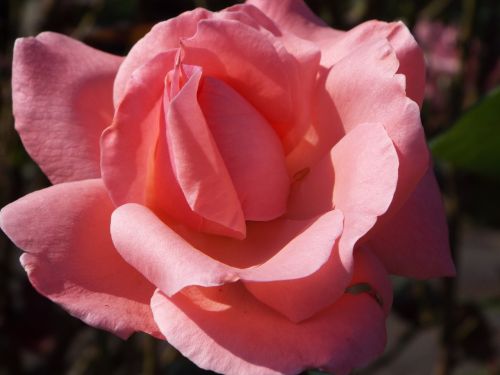 rosa nature flowers