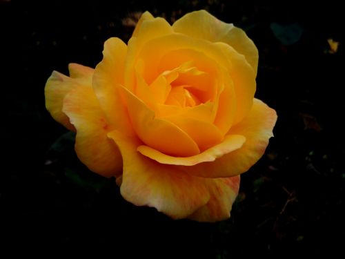 rosa flower yellow