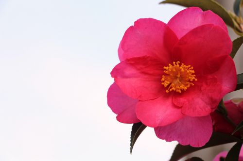 rosa spring flower