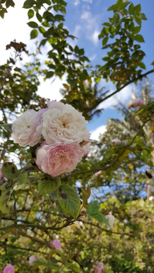 rosa white rose flower