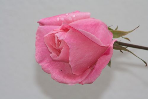 rosa flower thorns
