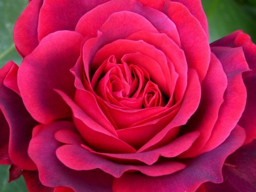 rosa petals foreground