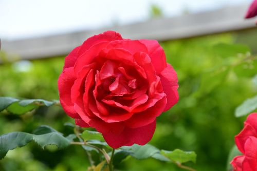 rosa flower red rose