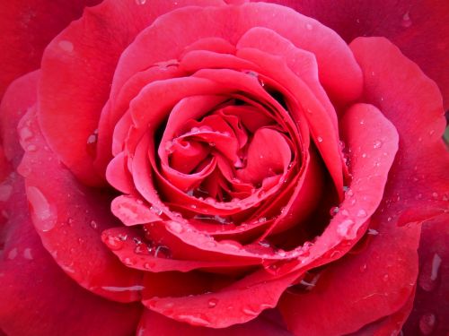 rosa red rose drops
