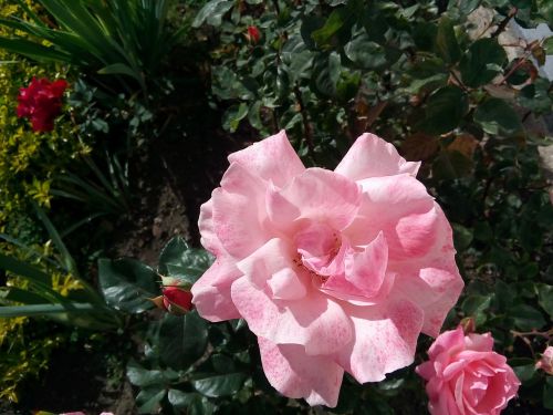 rosa plant flower color pink