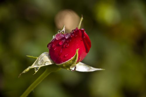 rosa capullo rosebud