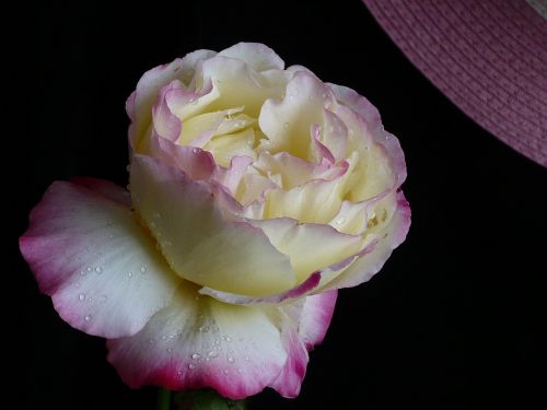 rosa flower yellow