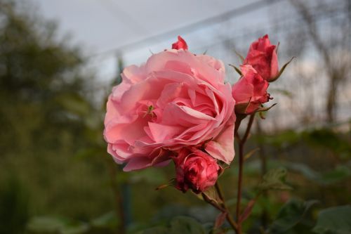 rosa rose flowers