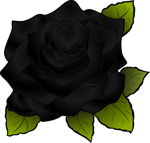 rosa flower black