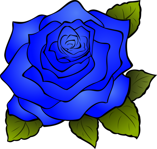 rosa flower blue