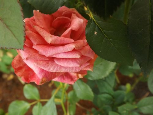 rosa flower flowers