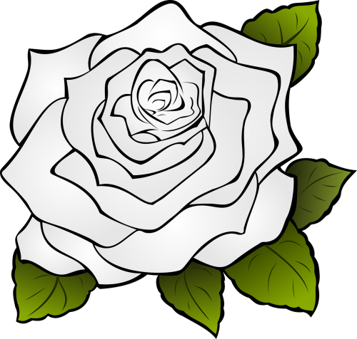 rosa flower white