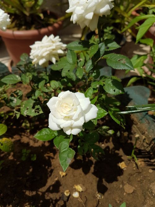 rosa bianca flower