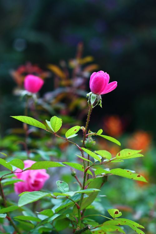 rosa flower spring