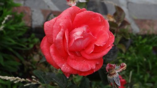 rosa red flower