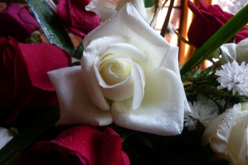 rosa white texture