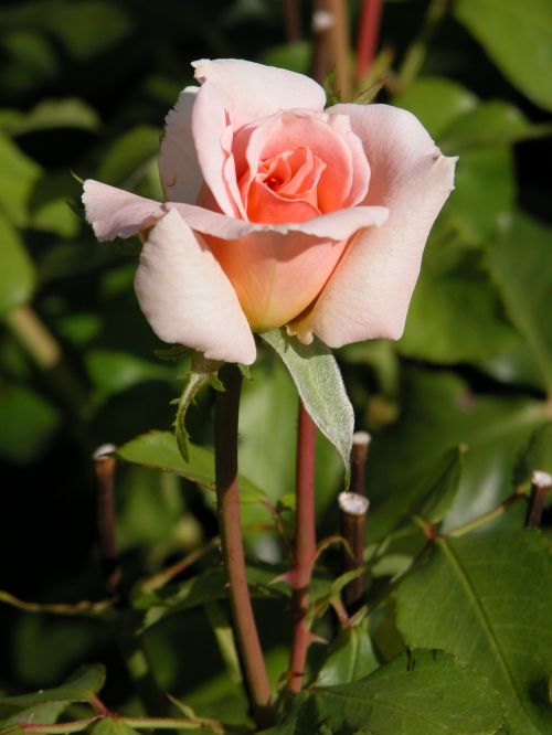 rosa flower nature