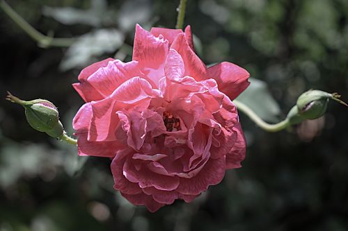 rosa flower nature