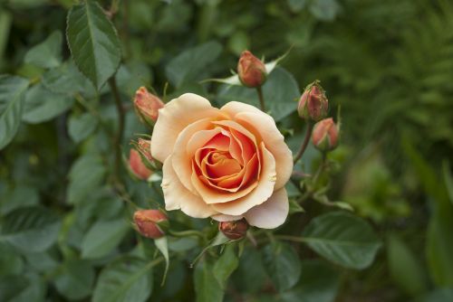 rosa flower orange