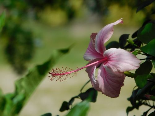 rosa hibiscus flower