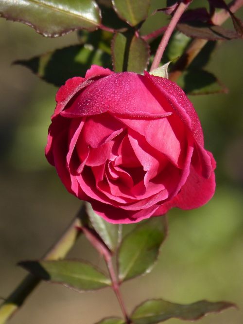 rosa rocio flower freshness