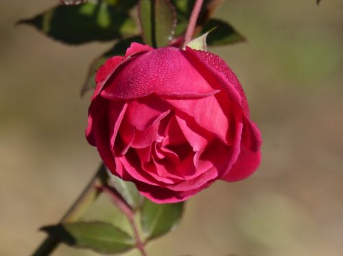 rosa rocio flower freshness