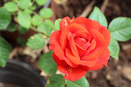 rosa red petals