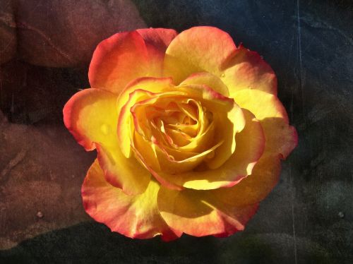rosa petals yellow rose