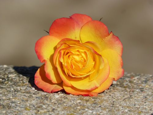 rosa petals yellow rose