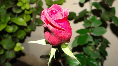 rosa nature flowers