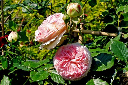 rosa flower petals